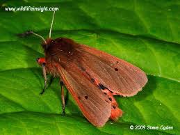 Attēlu rezultāti vaicājumam “Phragmatobia fuliginosa”