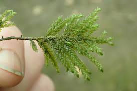 Attēlu rezultāti vaicājumam “Thamnobryum alopecurum”