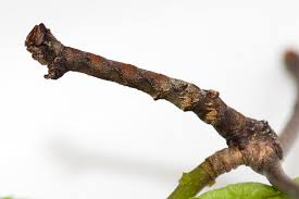 Attēlu rezultāti vaicājumam “Biston strataria”