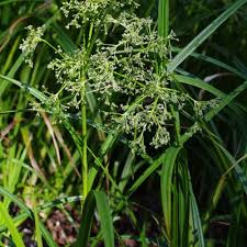Attēlu rezultāti vaicājumam “Scirpus sylvaticus leaf”