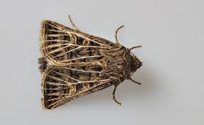 Attēlu rezultāti vaicājumam “Tholera decimalis”