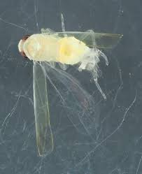 Attēlu rezultāti vaicājumam “Edwardsiana geometrica”