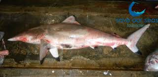 Image result for Carcharhinus brevipinna