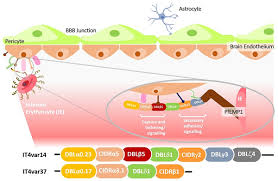 Attēlu rezultāti vaicājumam “Enteridium variabile plasmodium”