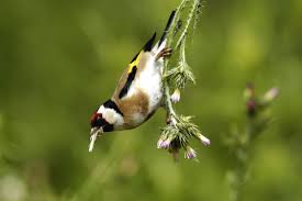 Attēlu rezultāti vaicājumam “Carduelis carduelis adult”