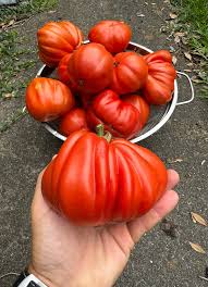 Afbeeldingsresultaat voor CDB tomato