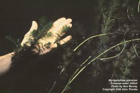 Attēlu rezultāti vaicājumam “Myriophyllum alterniflorum leaf”