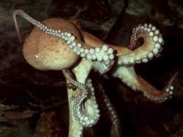 Image result for Octopus vulgaris