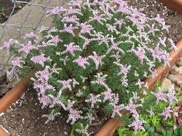 Attēlu rezultāti vaicājumam “Sedum pallidum flower”