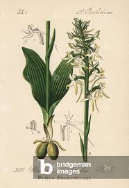 Attēlu rezultāti vaicājumam “Platanthera bifolia leaf”