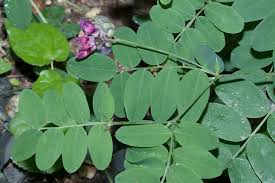 Attēlu rezultāti vaicājumam “Lathyrus niger leaf”