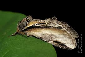 Attēlu rezultāti vaicājumam “Pheosia tremula”