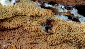 Attēlu rezultāti vaicājumam “Phlebia rufa”