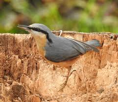 Attēlu rezultāti vaicājumam “Sitta europaea male”