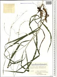 Attēlu rezultāti vaicājumam “Bromopsis benekenii”