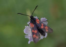 Attēlu rezultāti vaicājumam “Zygaena sp.”