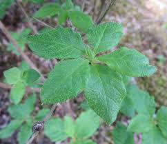 Attēlu rezultāti vaicājumam “Menziesia ferruginea”