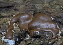 Attēlu rezultāti vaicājumam “Lycogala cf. oleocrystalliferum”