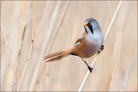 Attēlu rezultāti vaicājumam “Panurus biarmicus”