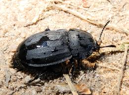 Attēlu rezultāti vaicājumam “Silpha obscura”