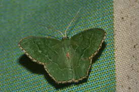 Attēlu rezultāti vaicājumam “Hemithea aestivaria”