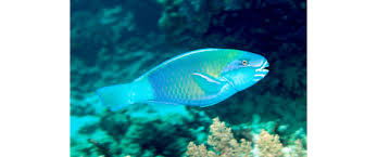 Image result for Chlorurus sordidus