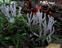 Attēlu rezultāti vaicājumam “Octospora splachnophila”