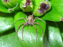 Attēlu rezultāti vaicājumam “Philodromidae”