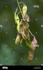 Attēlu rezultāti vaicājumam “Robinia pseudoacacia fruit”