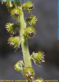 Attēlu rezultāti vaicājumam “Agrimonia eupatoria fruit”