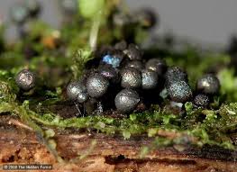 Attēlu rezultāti vaicājumam “Lamproderma arcyrioides macro”