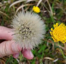 Attēlu rezultāti vaicājumam “Hypochaeris radicata fruit”
