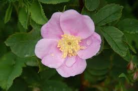 Attēlu rezultāti vaicājumam “Rosa glabrifolia”