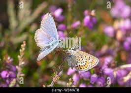 Attēlu rezultāti vaicājumam “Plebejus argus female”