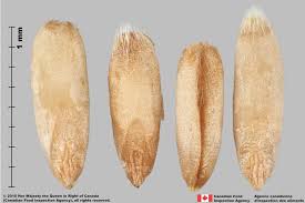 Attēlu rezultāti vaicājumam “Avena sativa fruit”