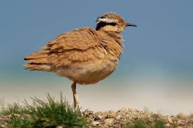 Image result for Cursorius cursor