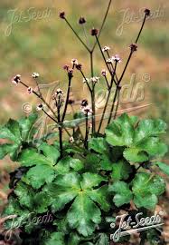 Attēlu rezultāti vaicājumam “Sanicula europaea bud”