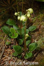 Attēlu rezultāti vaicājumam “Pyrola chlorantha flower”