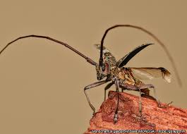 Attēlu rezultāti vaicājumam “Monochamus galloprovincialis”