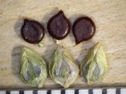 Attēlu rezultāti vaicājumam “Persicaria lapathifolia fruit”