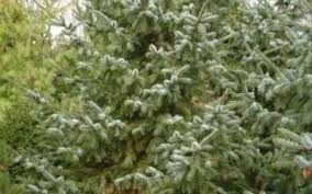 Attēlu rezultāti vaicājumam “Picea”