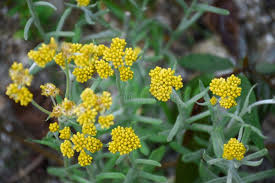 Attēlu rezultāti vaicājumam “Helichrysum arenarium leaf”
