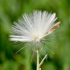 Attēlu rezultāti vaicājumam “Lactuca tatarica bud”