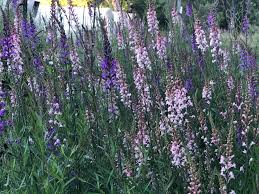 Image result for Linaria purpurea