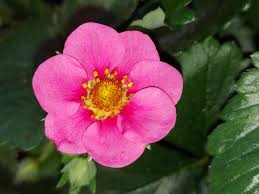 Attēlu rezultāti vaicājumam “Fragaria x ananassa flower”