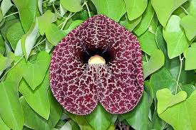Attēlu rezultāti vaicājumam “Aristolochia durior flower”