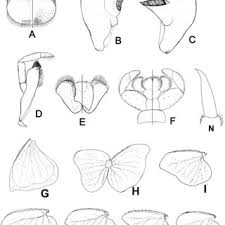 Attēlu rezultāti vaicājumam “Siphlonurus”