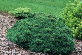 Attēlu rezultāti vaicājumam “Picea abies”