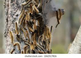 Attēlu rezultāti vaicājumam “Malacosoma castrensis larva”