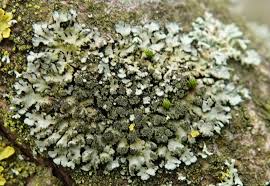 Attēlu rezultāti vaicājumam “Phaeophyscia orbicularis”